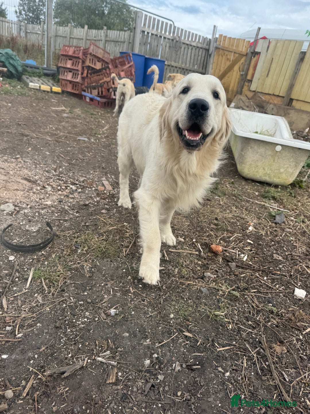 Golden Retriever dogs for stud: KC English CREAM retriever STUD…. - Image 8