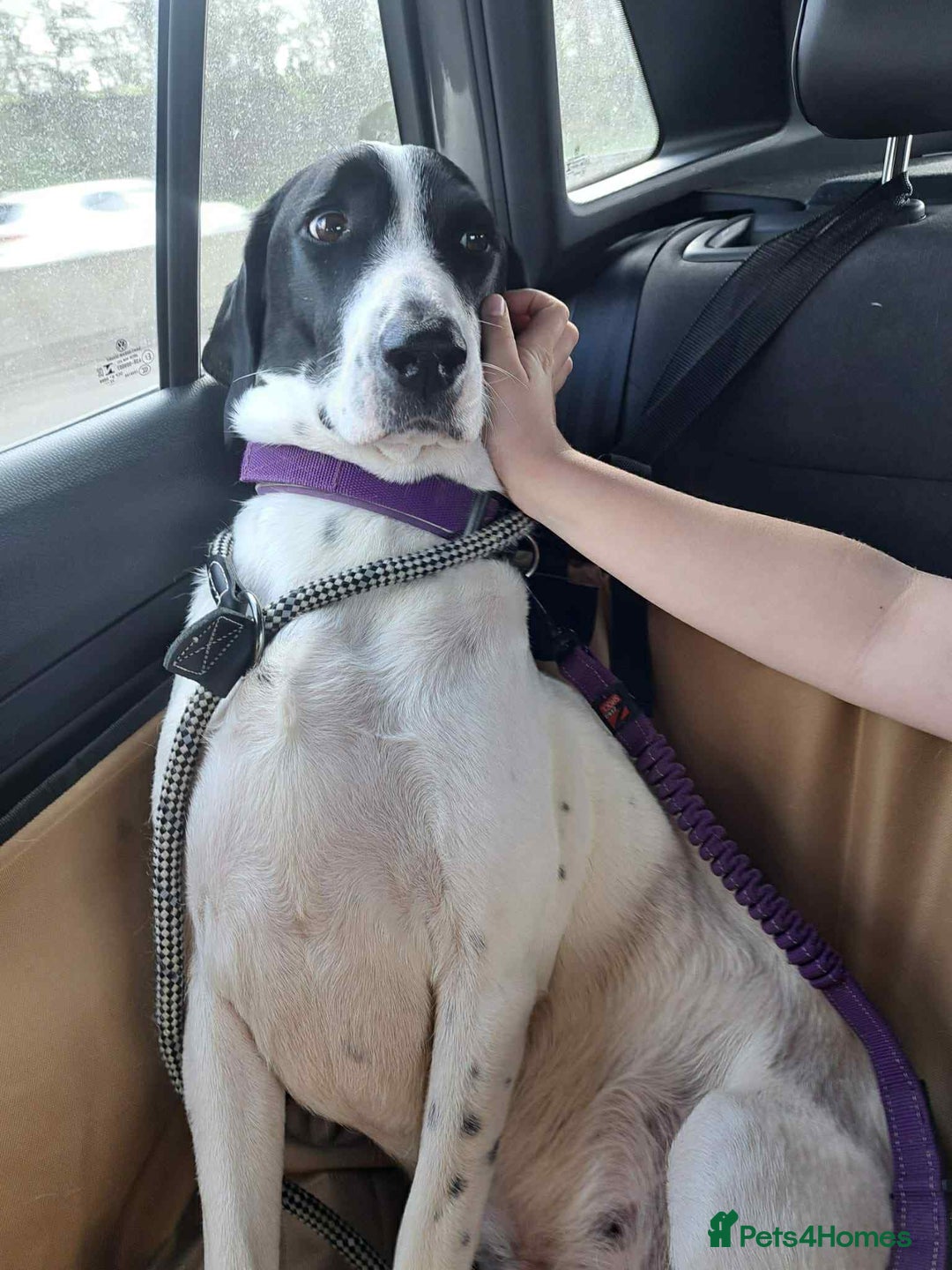 Pointer dogs for adoption: Charlie is looking for his forever home  - Image 7