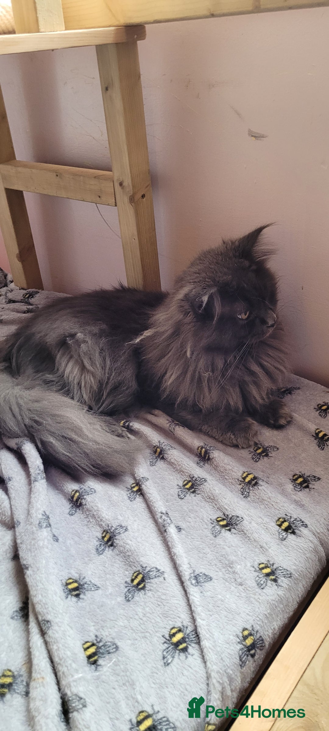 Maine Coon cats for sale: Maine Coon boy  - Advert 7