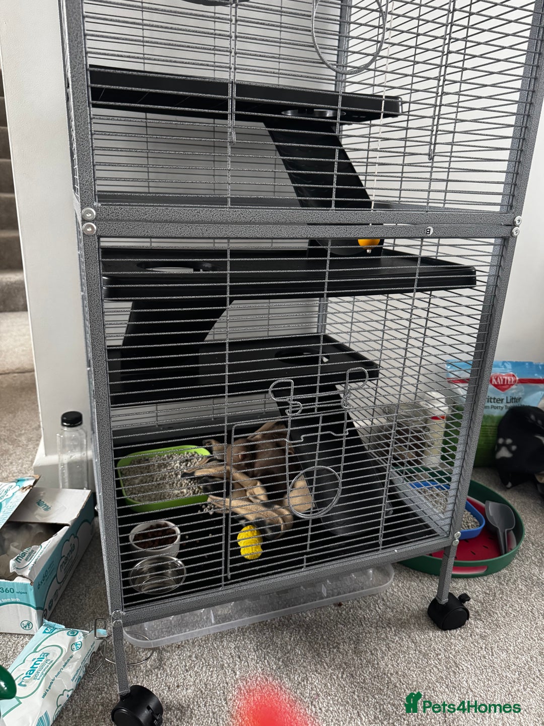 Ferret rodents for sale: Two ferrets boy and girl - Image 5
