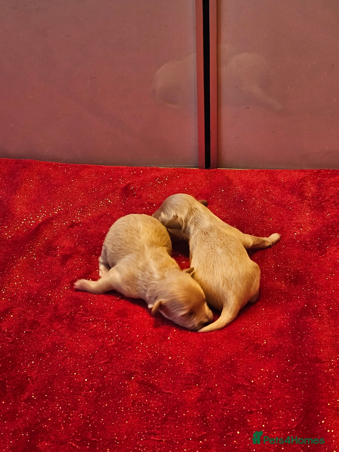 Maltipoo dogs for sale: ✨️Five star Maltipoo F1 puppies ✨️  - Advert 5