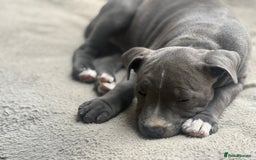 Staffordshire Bull Terrier dogs for sale: 1 BITCH LEFT !Blue BULLSCAFF Blood🩸line - Image 4