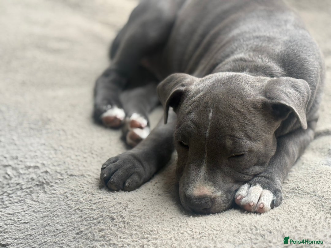 Staffordshire Bull Terrier dogs for sale: 1 BITCH LEFT !Blue BULLSCAFF Blood🩸line - Image 4
