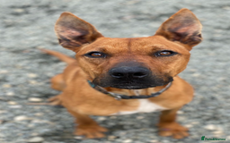 Staffordshire Bull Terrier dogs for adoption: Hazel - Spent a year chained to a tree! - Image 2