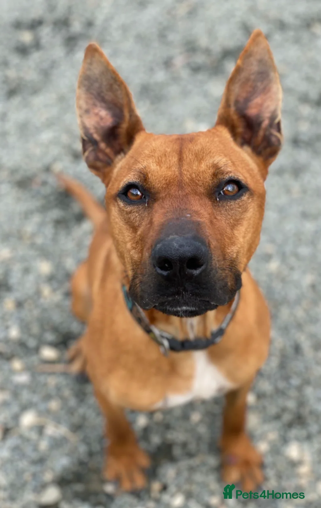 Staffordshire Bull Terrier dogs for adoption: Hazel - Spent a year chained to a tree! - Advert 2