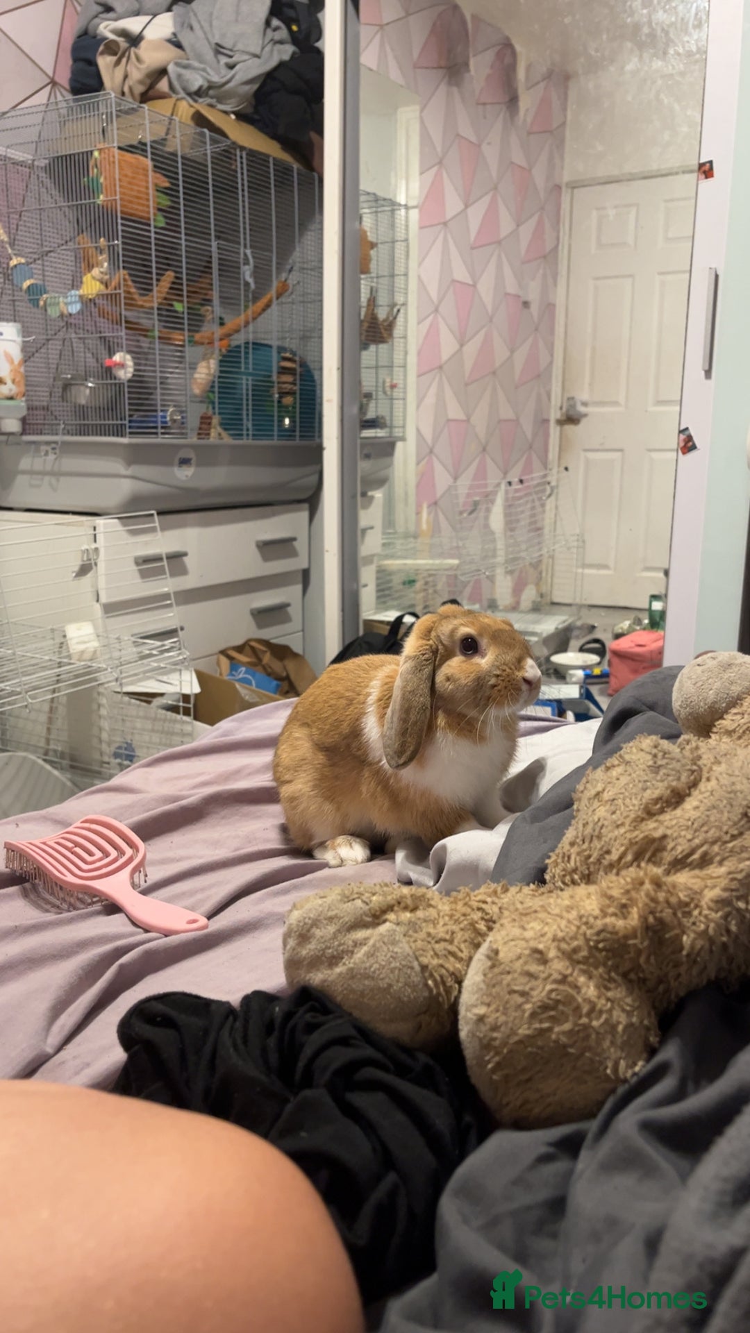 Harlequin rabbits for sale: Male rabbit needing a new home - Image 2