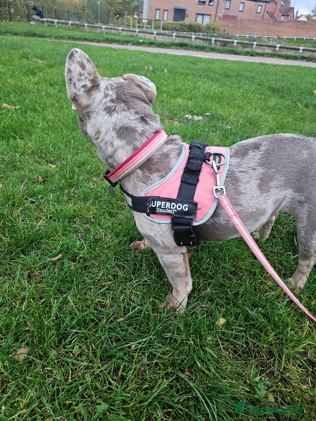 French Bulldog dogs for sale: Female 2 1/2 Yr old French bulldog - Advert 17