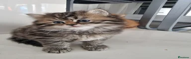 British Longhair Kitten 4