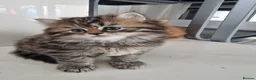 British Longhair cats for sale: Beautiful British kittens  - Advert 30