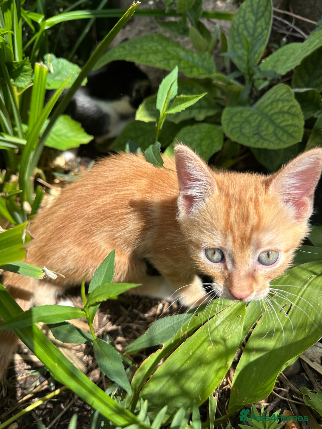 British Shorthair cats for sale: Female Ginger, Calico and Black and White - Image 4