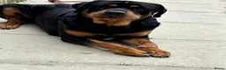 Rottweiler dogs for stud: Gorgeous Rottweiler for Stud in Market Rasen - Advert 6