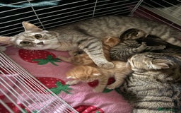 Mixed Breed cats for sale: 5 gorgeous mixed breed kittens for sale 🐈  - Image 4