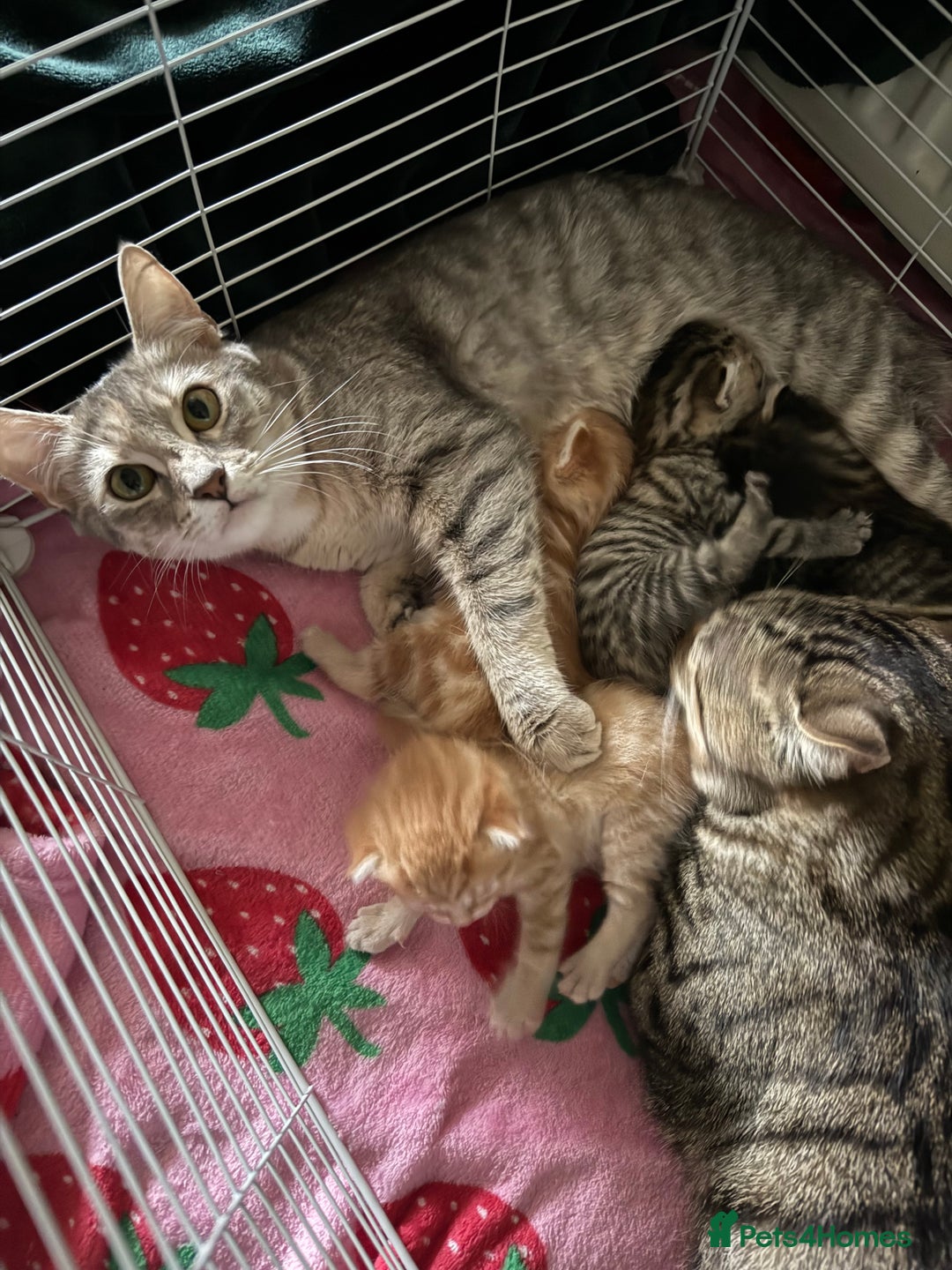 Mixed Breed cats for sale: 5 gorgeous mixed breed kittens for sale 🐈  - Image 4