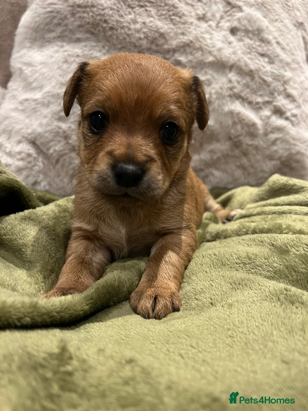 Mixed Breed dogs for sale: Chihuahua x Jack Russel  - Advert 5