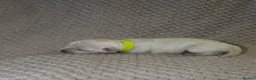 Chihuahua dogs for sale: 6 Beautiful Chihuahuas! - Advert 9