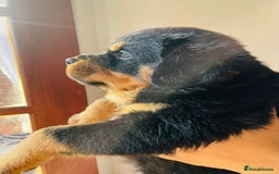 Rottweiler dogs for sale: Purebred Rottweiler Puppies for Sale - Image 4