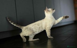 Bengal cats for sale: Ready Now TICA Champion Bengals - Image 4
