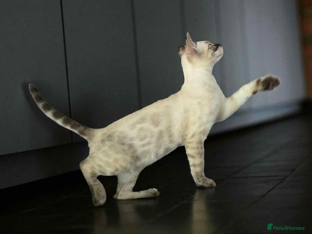 Bengal cats for sale: Ready Now TICA Champion Bengals - Image 4
