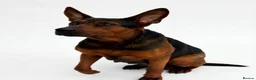 Chinese Red Dog dogs for sale: Stunning (Laizhou hong) Chinese red dog puppies  - Advert 21