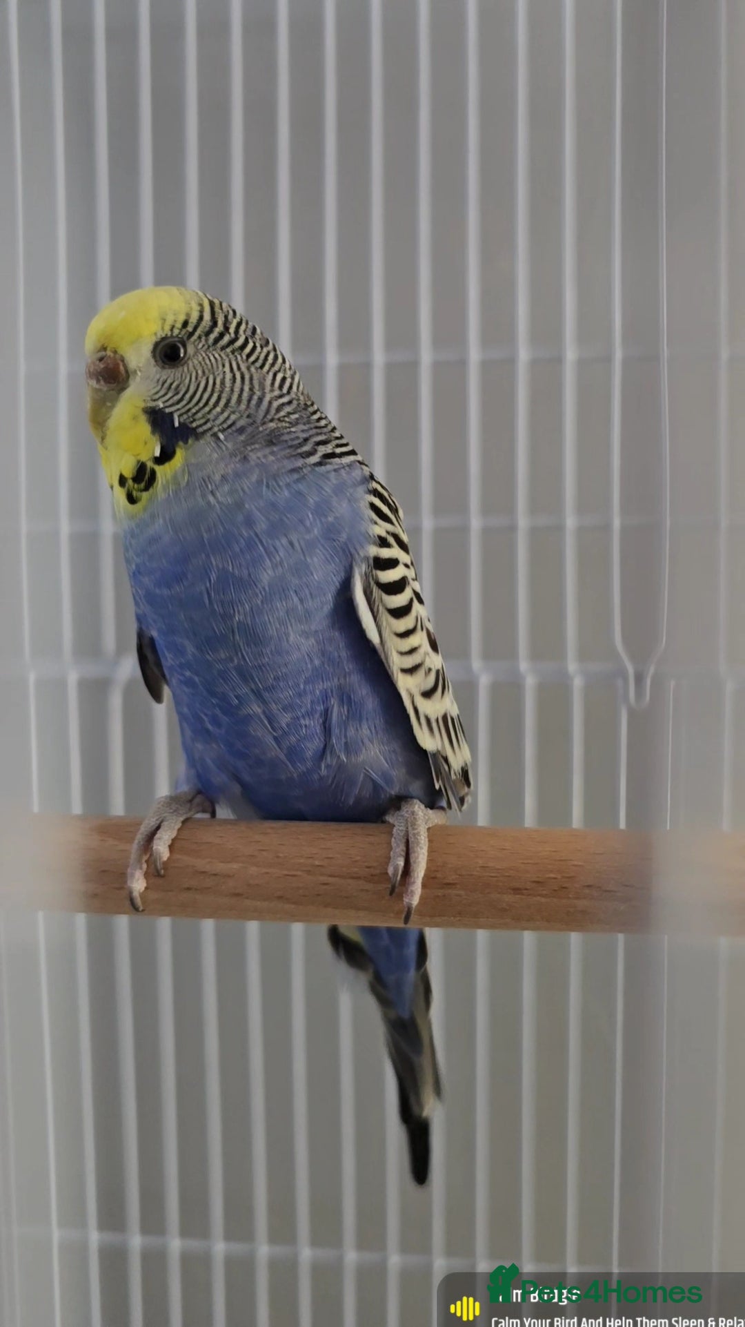 Budgerigars birds for sale: 1 male 2 female budgies  - Advert 2