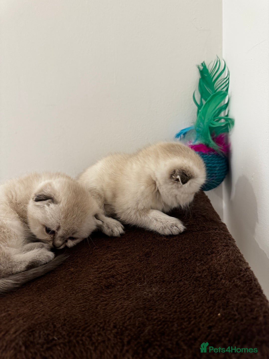 Scottish Fold cats for sale: Purebred Chinchilla Scottish Fold Kittens  🐾 - Advert 6