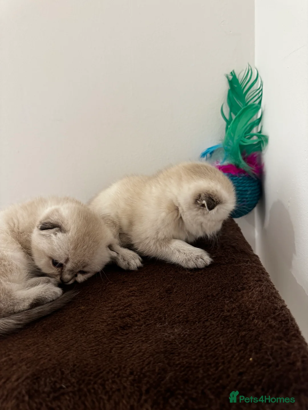 Scottish Fold cats for sale: Purebred Chinchilla Scottish Fold Kittens  🐾 - Advert 12