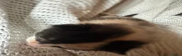 British Shorthair cats for sale: 3 Gorgeous little ladies  - Advert 10