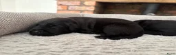 Labrador Retriever dogs for sale: Health Tested IGL Champion Bred Labrador Puppies  - Advert 13