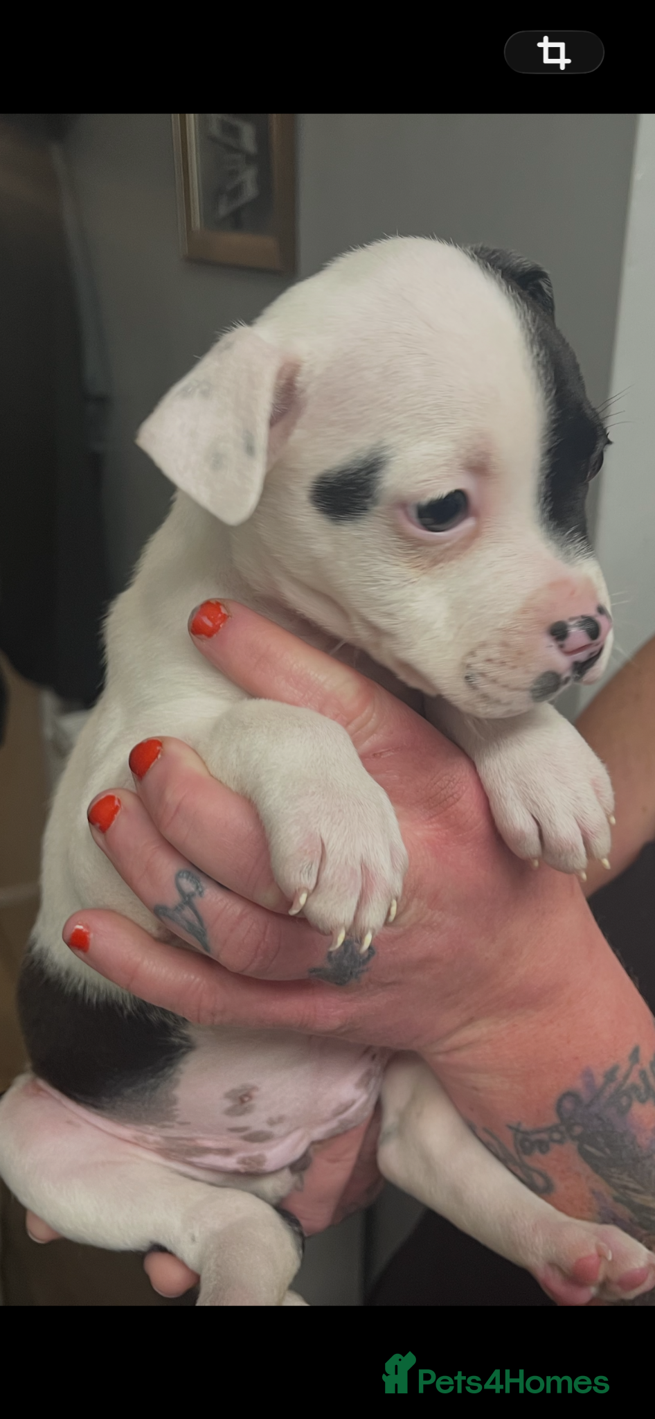 Mixed Breed dogs Staff x American bully puppy female 8 weeks black  - Advert 18