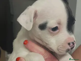 Mixed Breed dogs Staff x American bully puppy female 8 weeks black - Advert 18