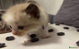 Ragdoll cats for sale: Ragdoll kittens  - Image 9