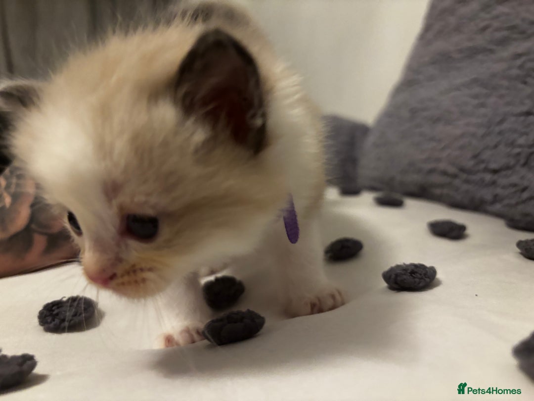 Ragdoll cats for sale: Ragdoll kittens  - Image 9