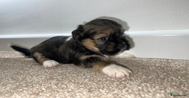 Lhasa Apso dogs - Advert 3