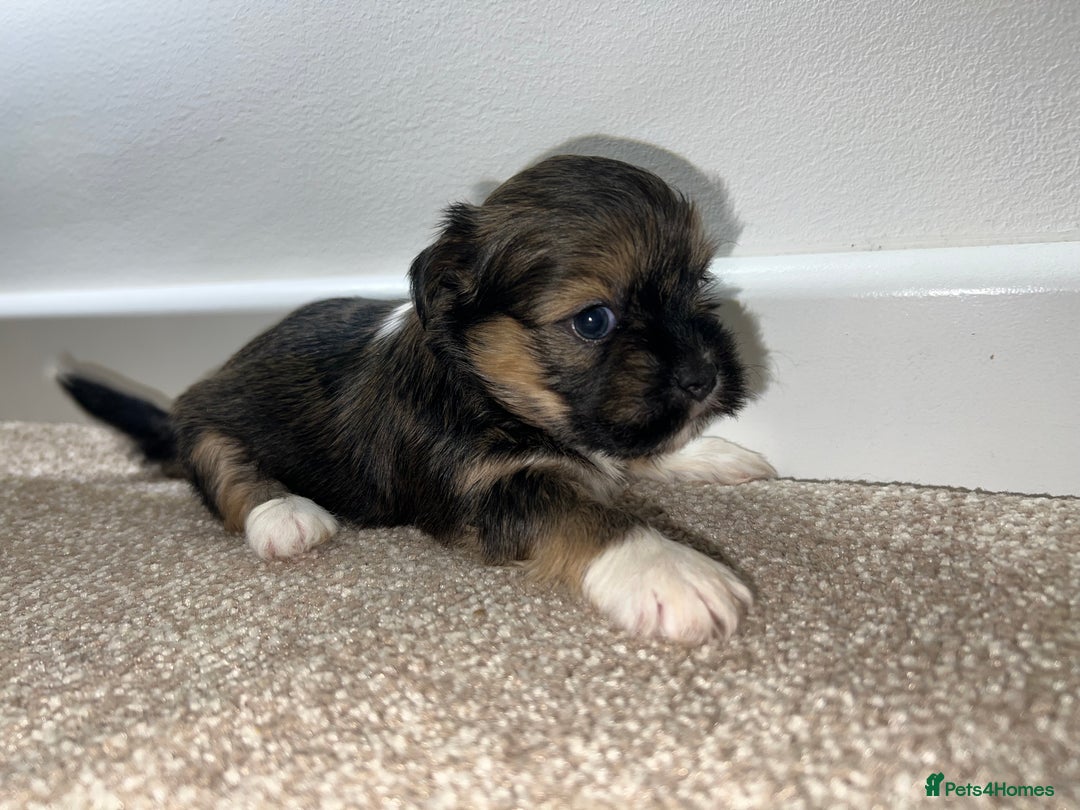 Lhasa Apso dogs for sale: 5 beautiful Lhasa babies! - Image 2