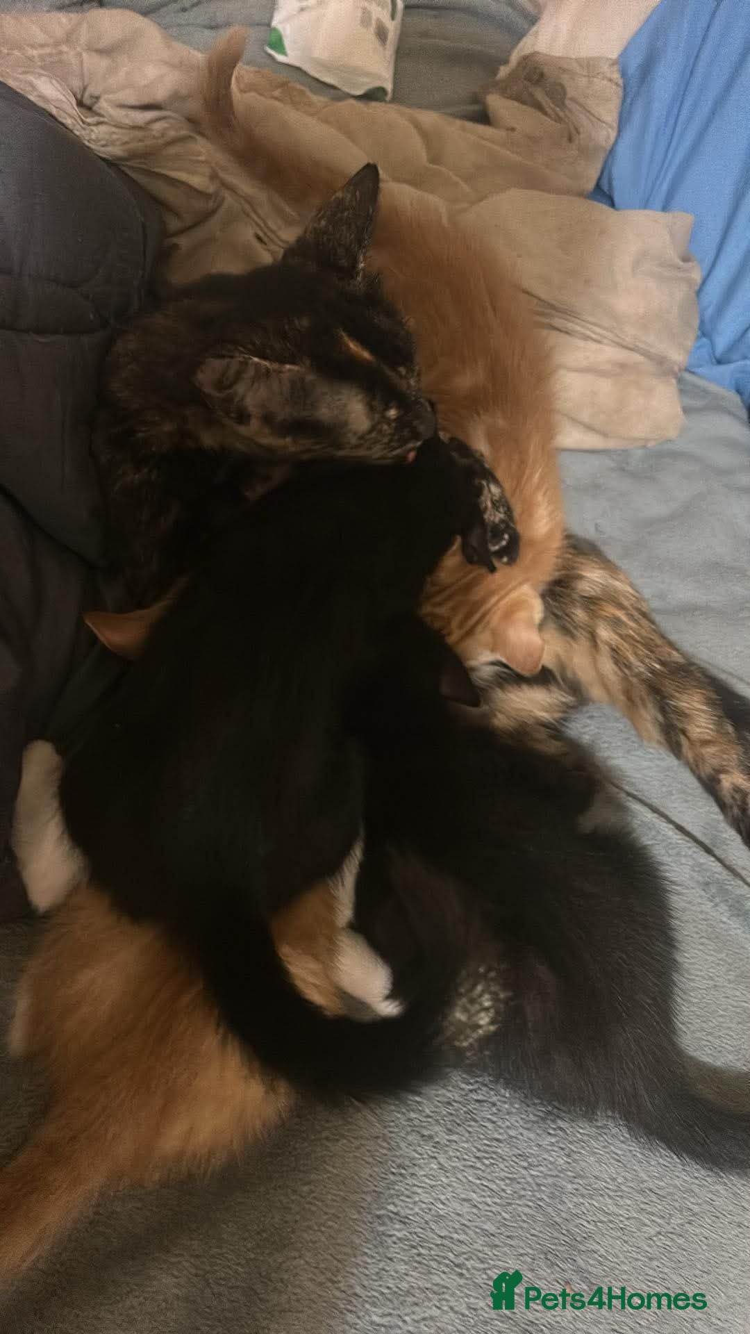 Mixed Breed cats 2 x black and white kittens - Advert 5