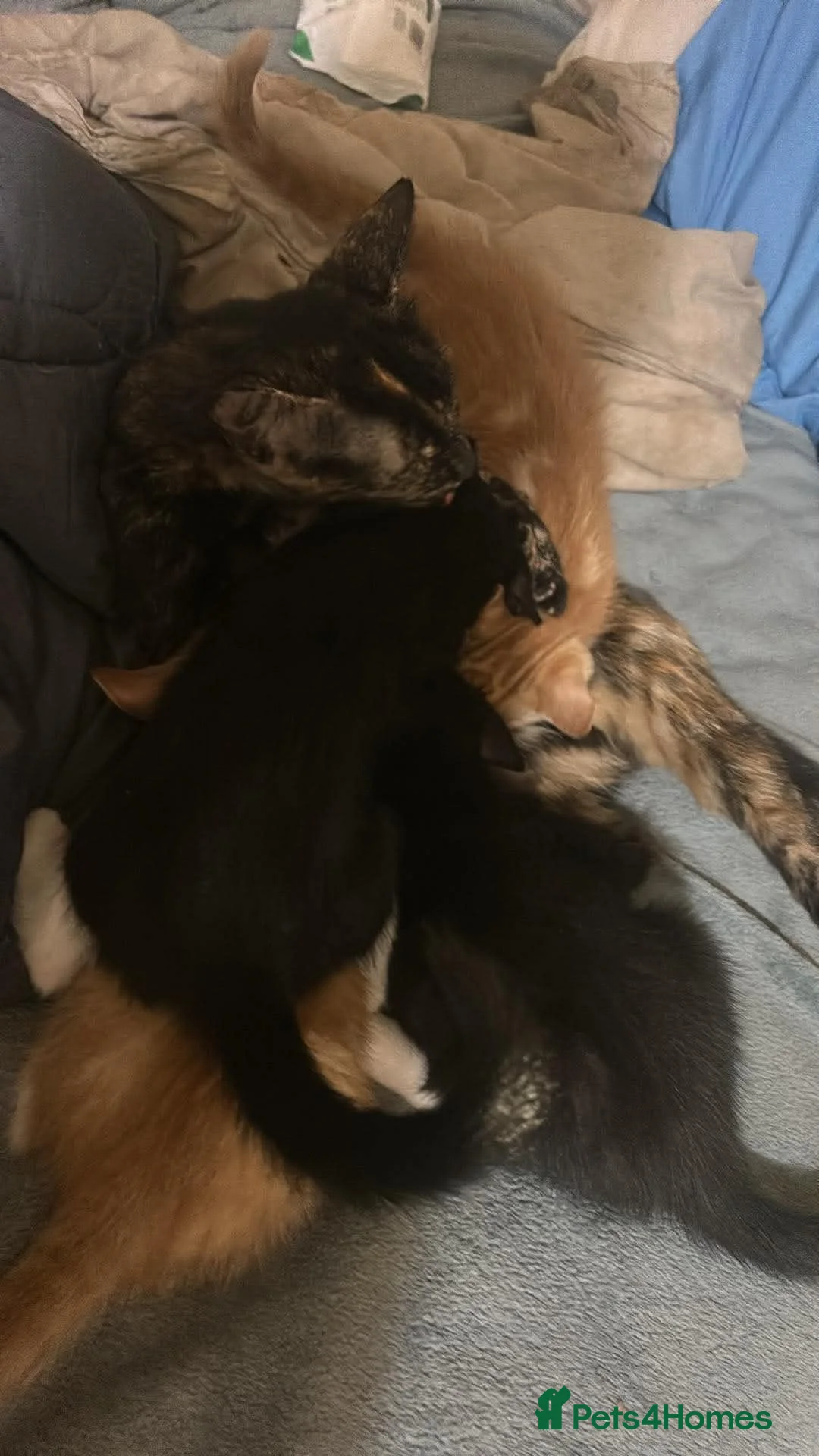 Mixed Breed cats for sale: 2 x black and white kittens - Advert 1