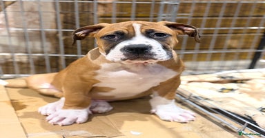 Boerboel dogs Ysterberg line Boerboel puppies  - Advert 16