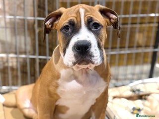 Boerboel dogs Ysterberg line Boerboel puppies - Advert 6