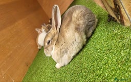 Rex rabbits for sale: Gorgeous rex rabbits - Image 9
