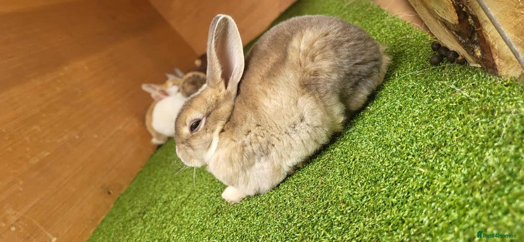 Rex rabbits for sale: Gorgeous rex rabbits - Image 9
