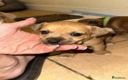 Jack Russell dogs for sale: Miniature Jack Russell’s (docked) - Image 6