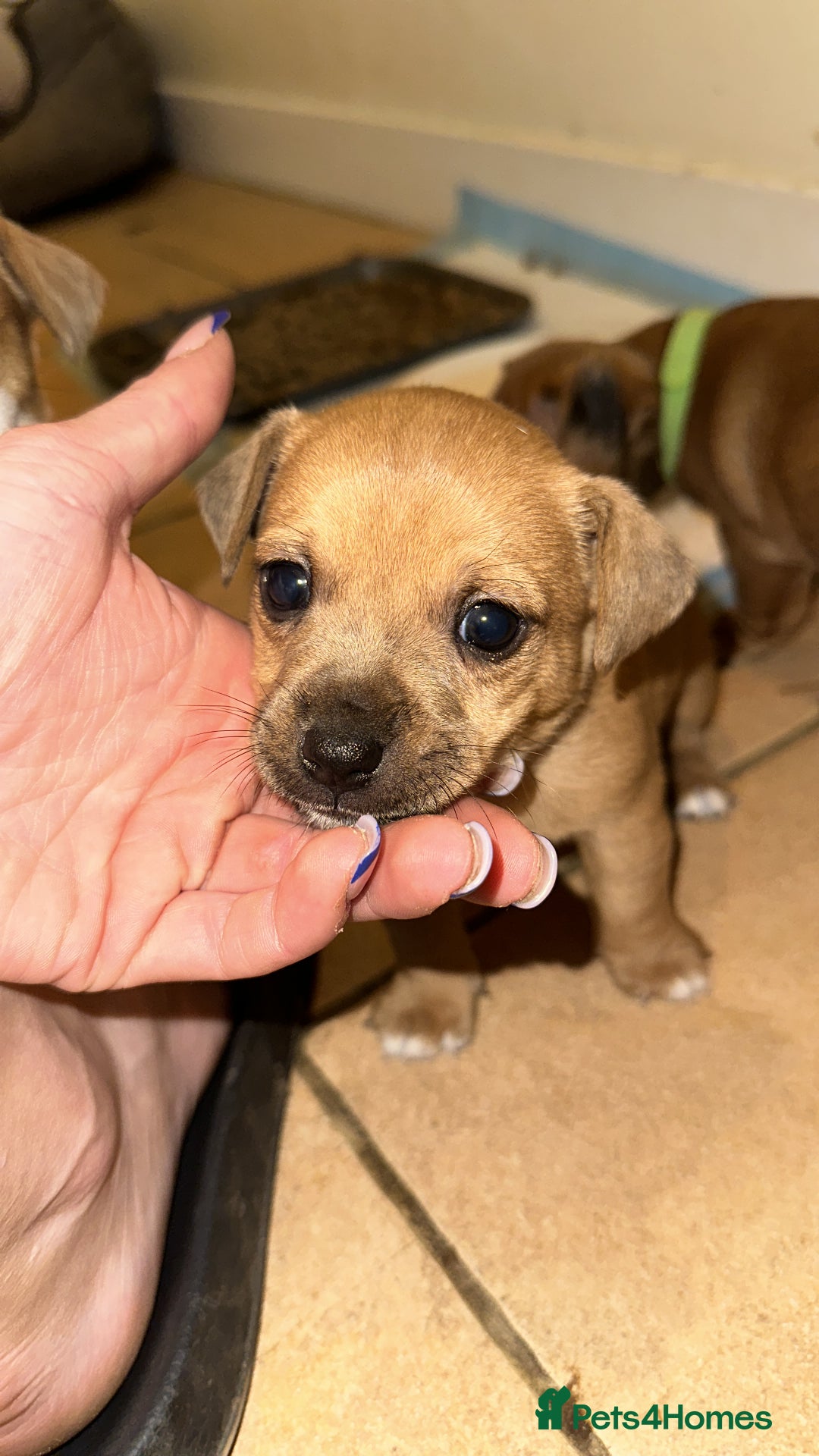 Jack Russell dogs for sale: Miniature Jack Russell’s (docked) - Image 6