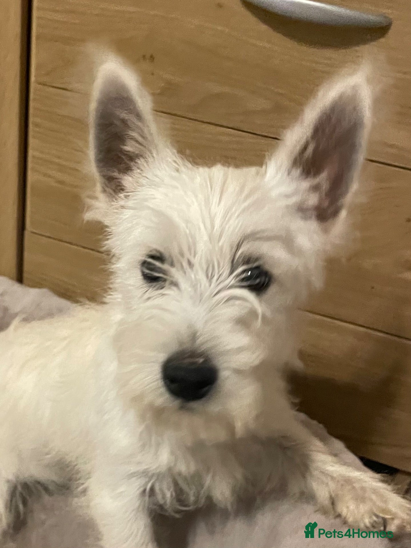West Highland Terrier dogs Beautiful west highland terrier puppy’s  - Advert 8