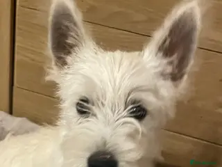 West Highland Terrier dogs Beautiful west highland terrier puppy’s - Advert 8