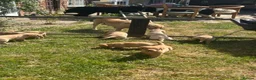 Labrador Retriever dogs for sale: KC yellow Labradors (Fox red) viewing this weekend - Advert 3