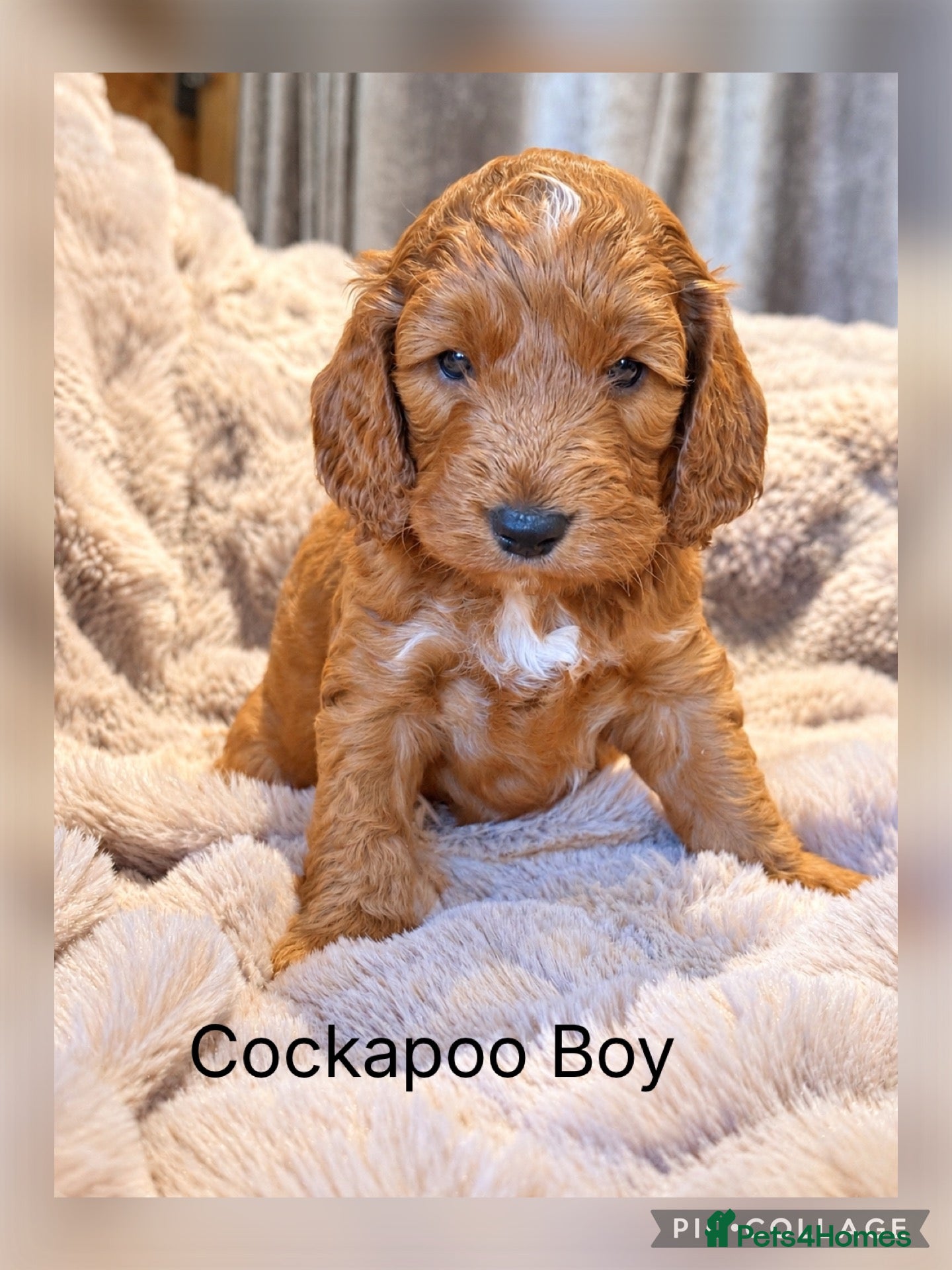 Cockapoo dogs for sale: Stunning  red F1 Cockapoo Boy - Advert 1