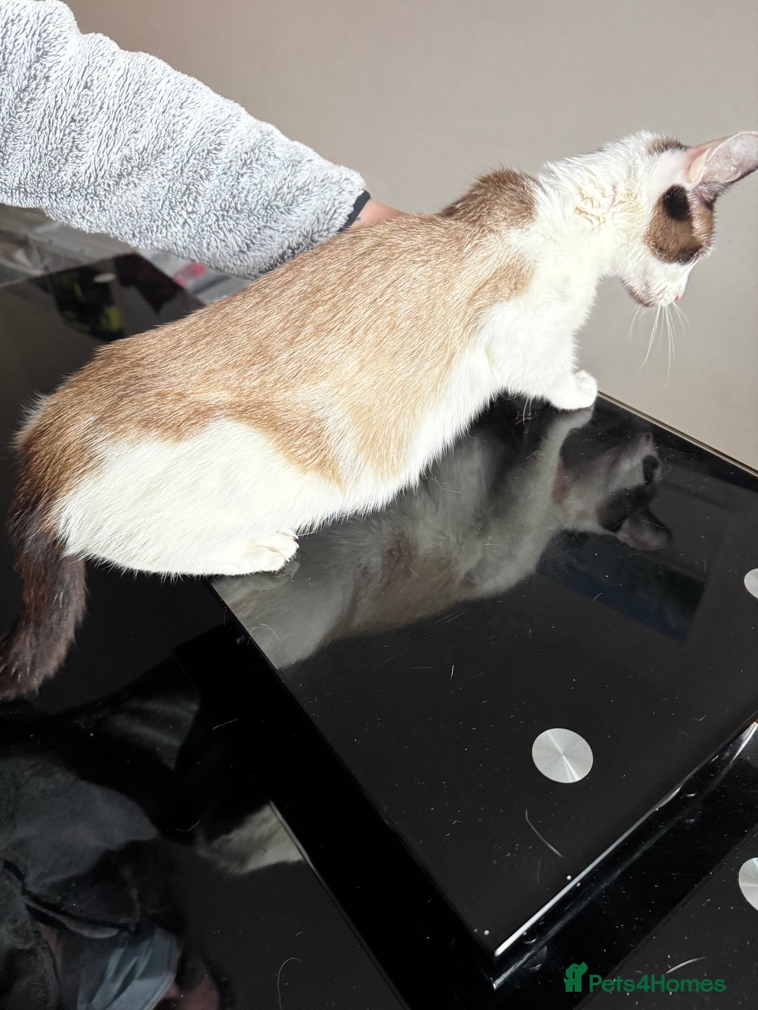 Siamese cats for sale: Siamese snowshoe female cat for sale - Advert 4