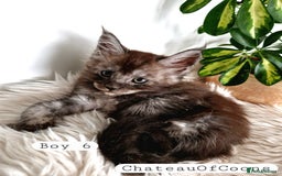 Maine Coon cats for sale: Stunning Black Smoke Registred Maine Coon Kittens - Image 39