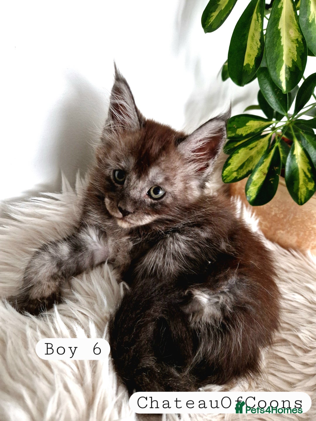 Maine Coon cats for sale: Stunning Black Smoke Registred Maine Coon Kittens - Image 39