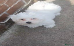 Maltese dogs for sale: Stunning Pure Maltese Puppies - Image 1